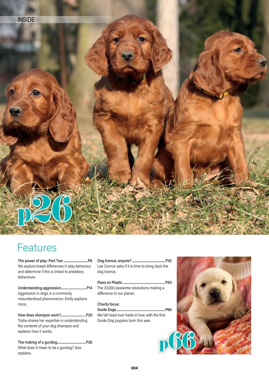 Edition Dog Preview Pages