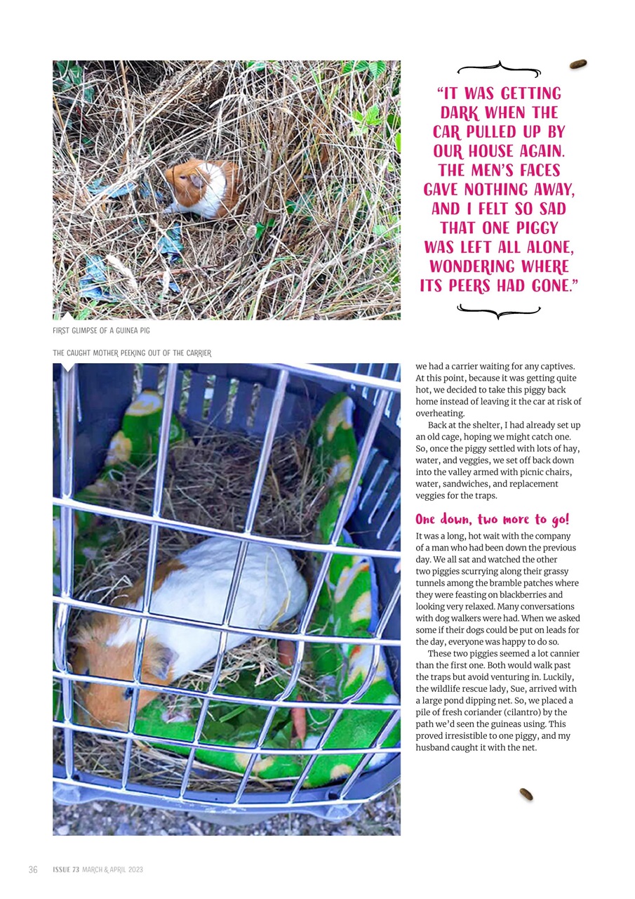 Guinea Pig Magazine Preview Pages