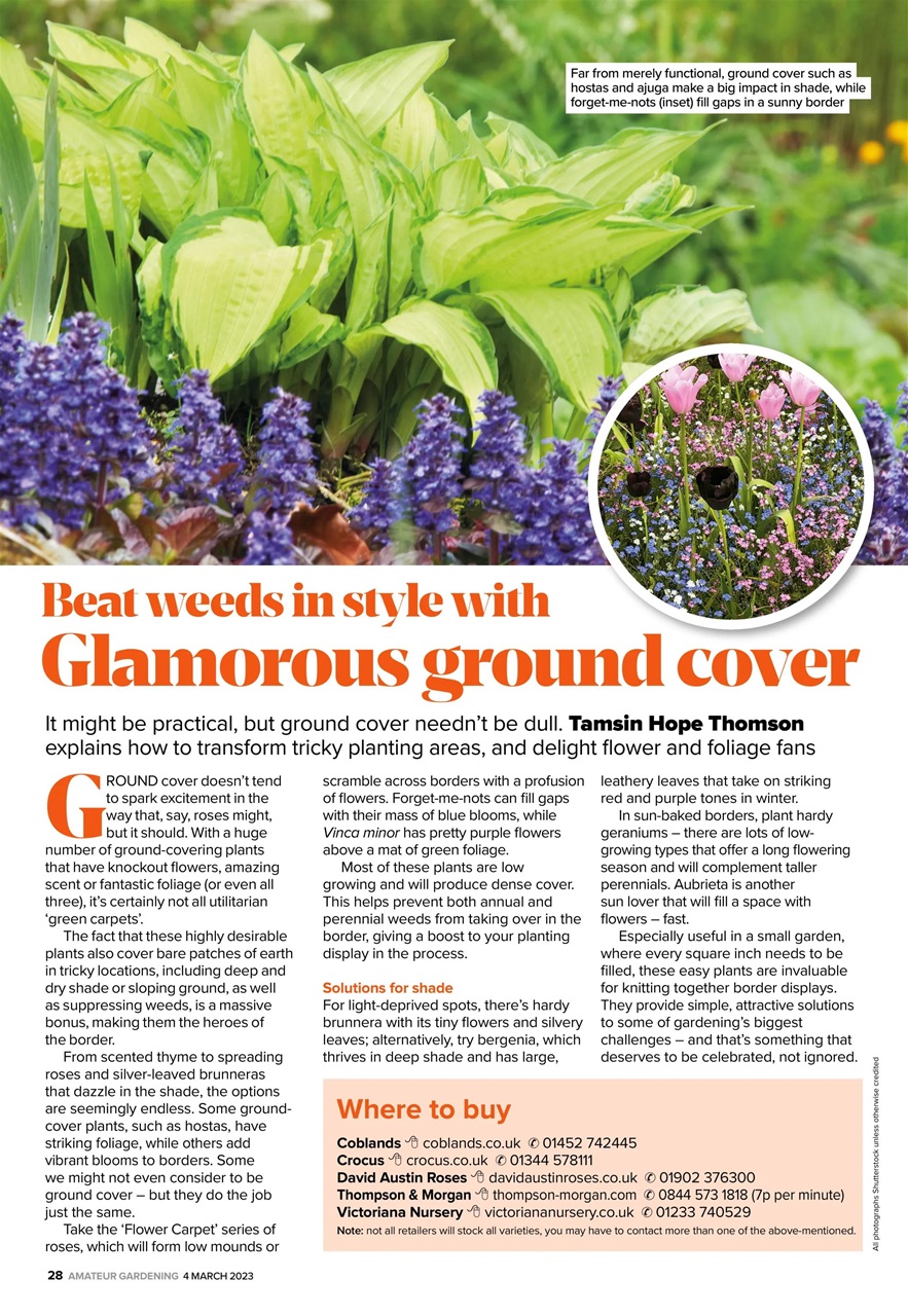 Amateur Gardening Preview Pages