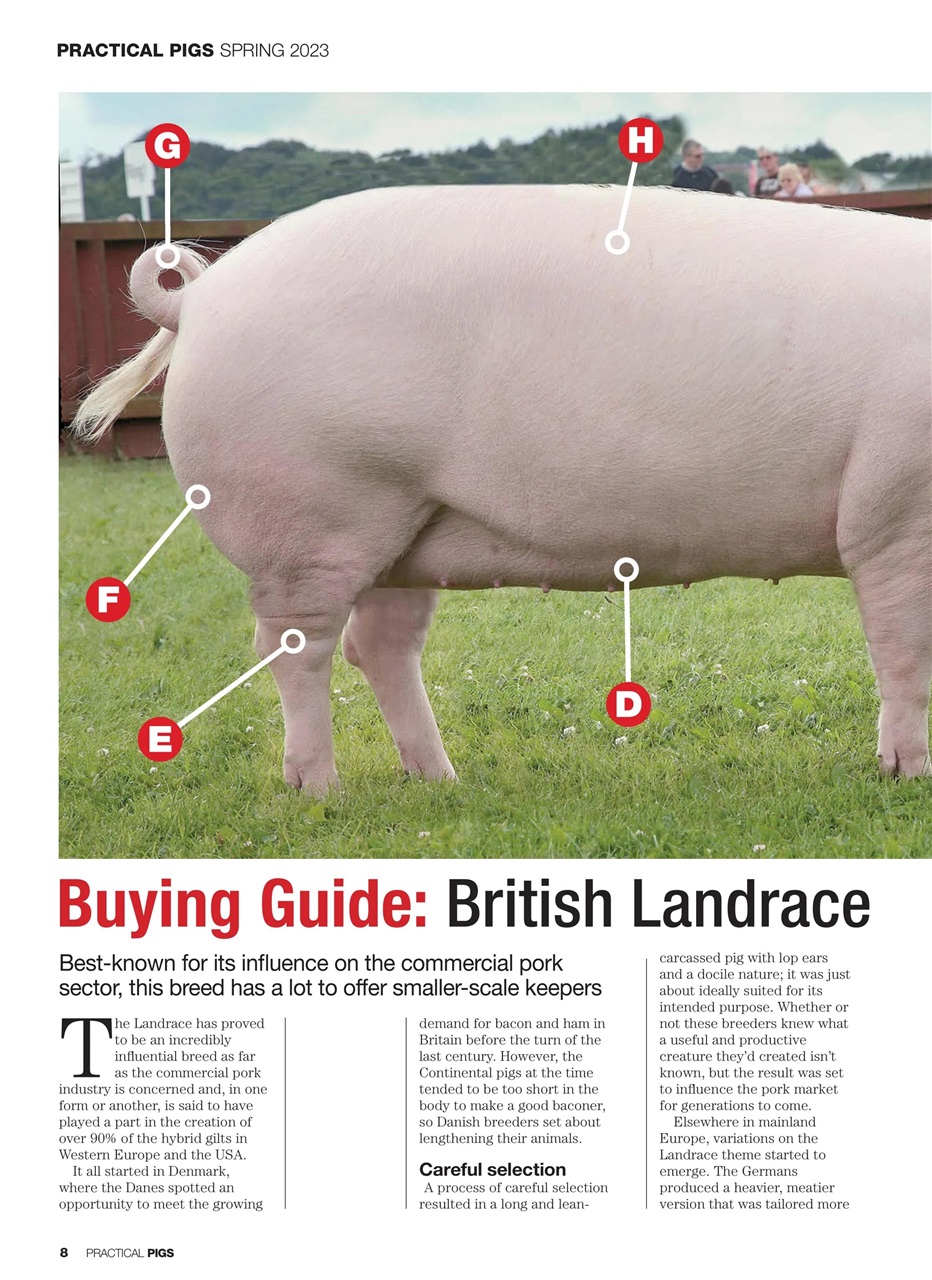 Practical Pigs Preview Pages