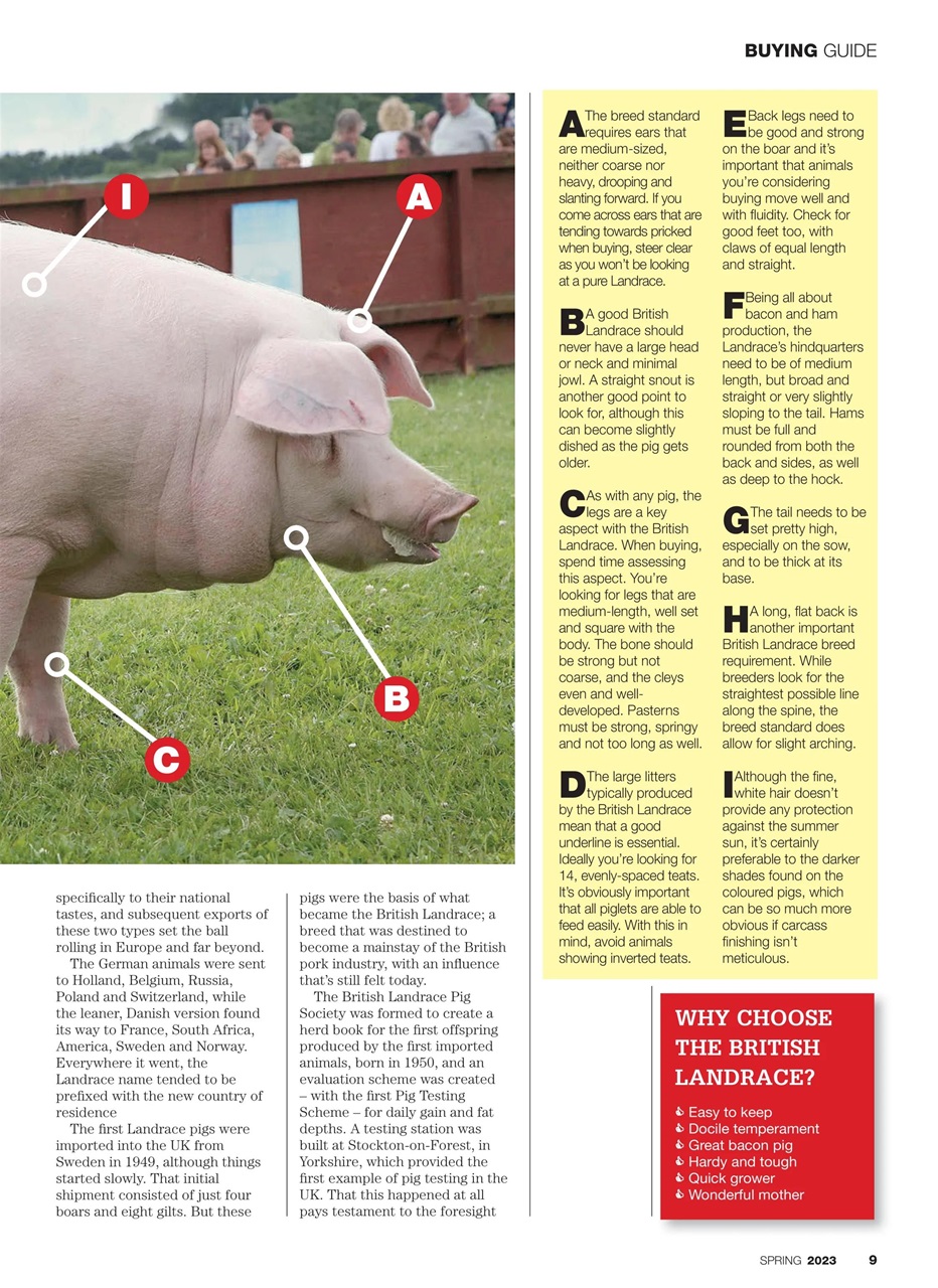 Practical Pigs Preview Pages