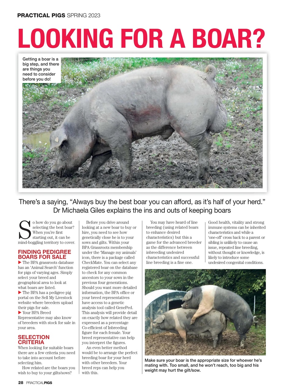 Practical Pigs Preview Pages