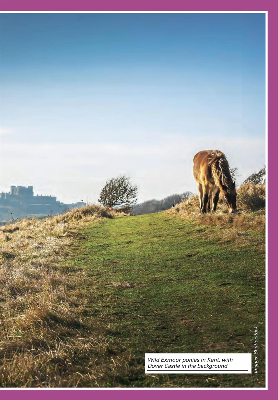 Evergreen Preview Pages