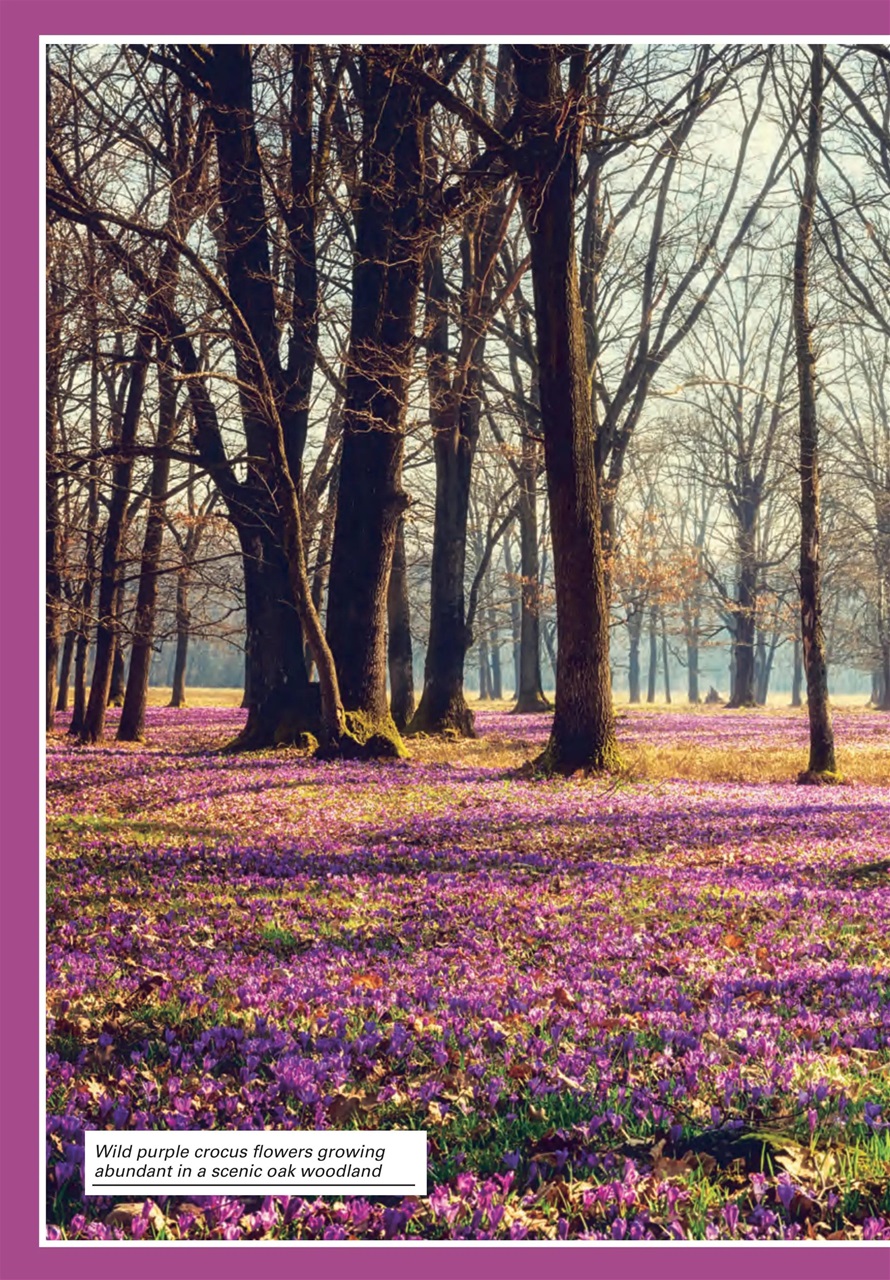 Evergreen Preview Pages