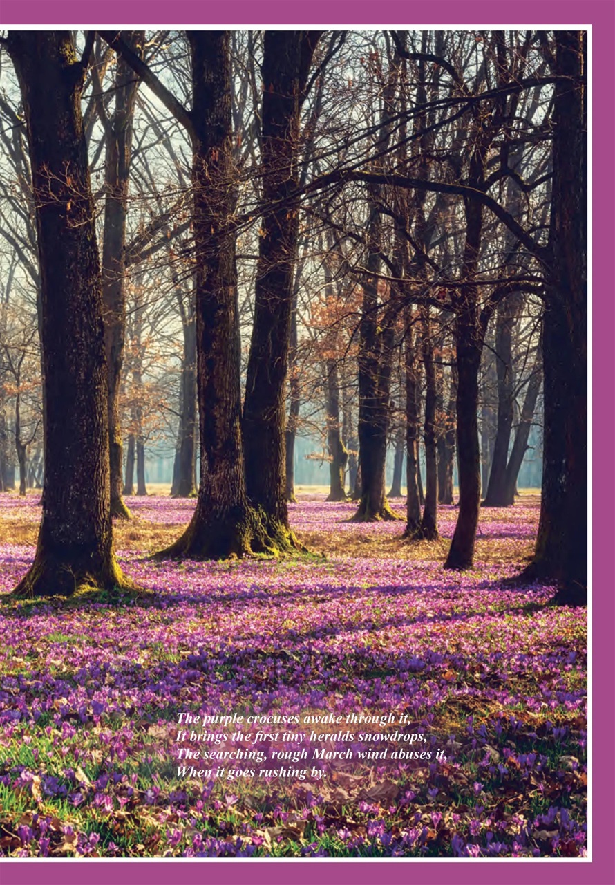 Evergreen Preview Pages