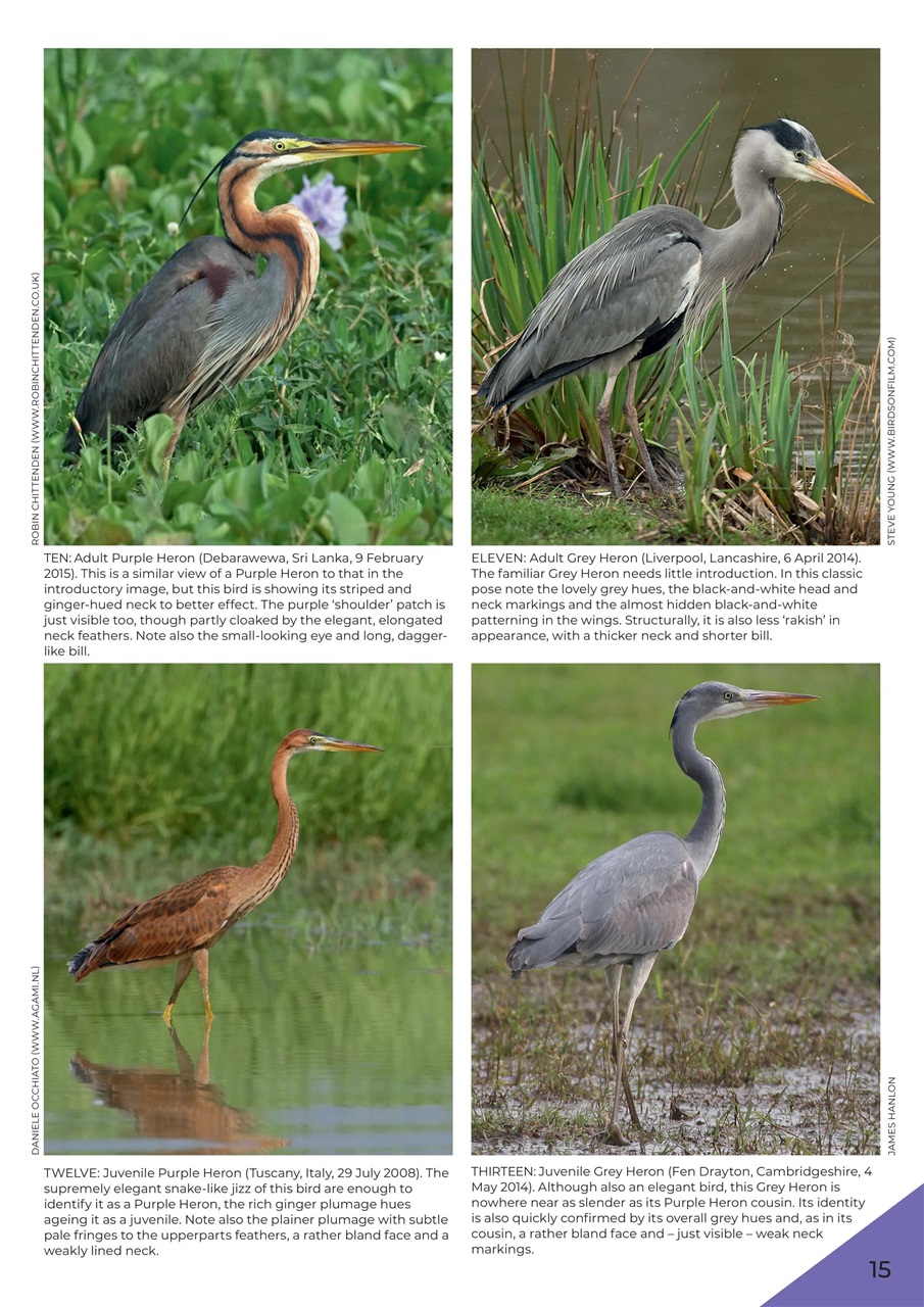 Bird ID Photo Guides Preview Pages