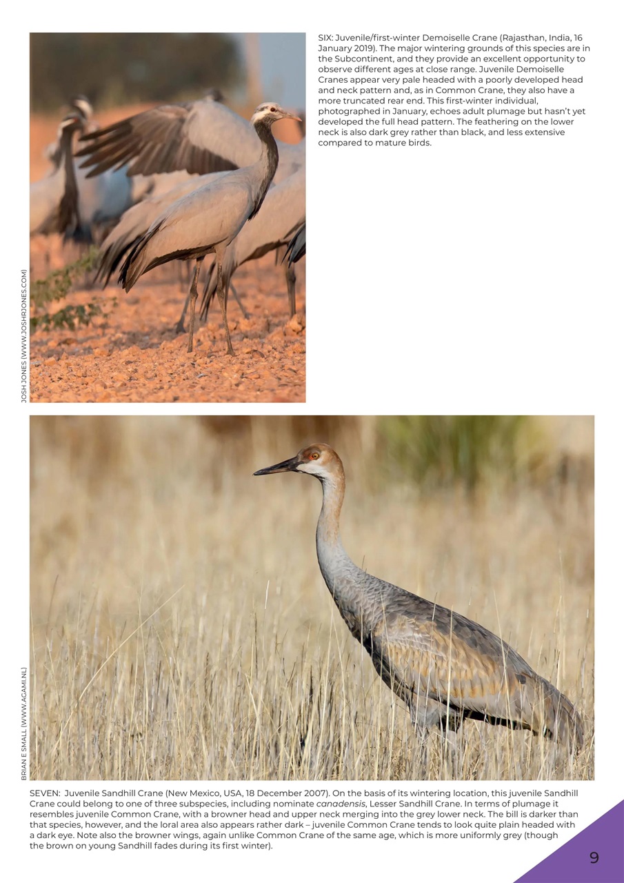 Birdwatch Magazine Preview Pages