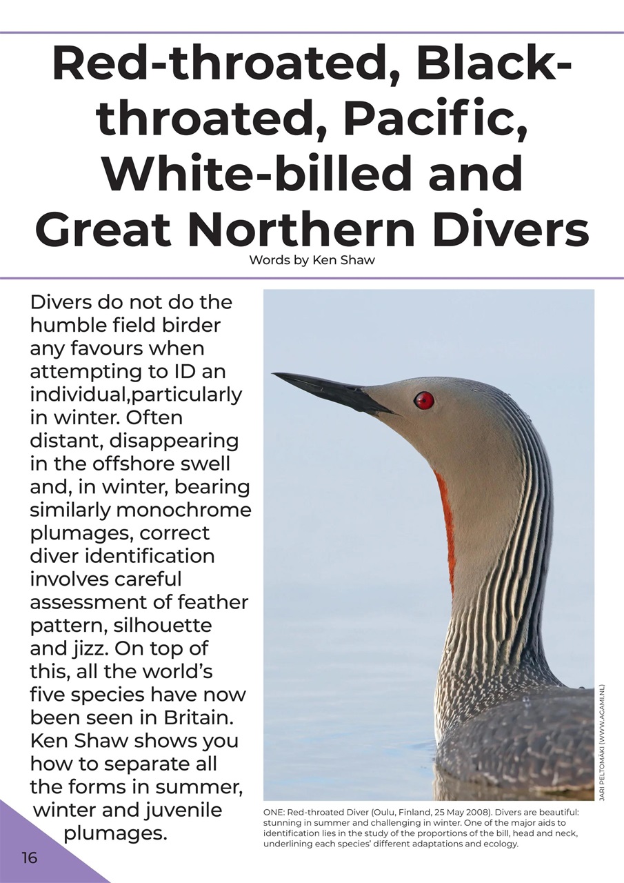 Birdwatch Magazine Preview Pages