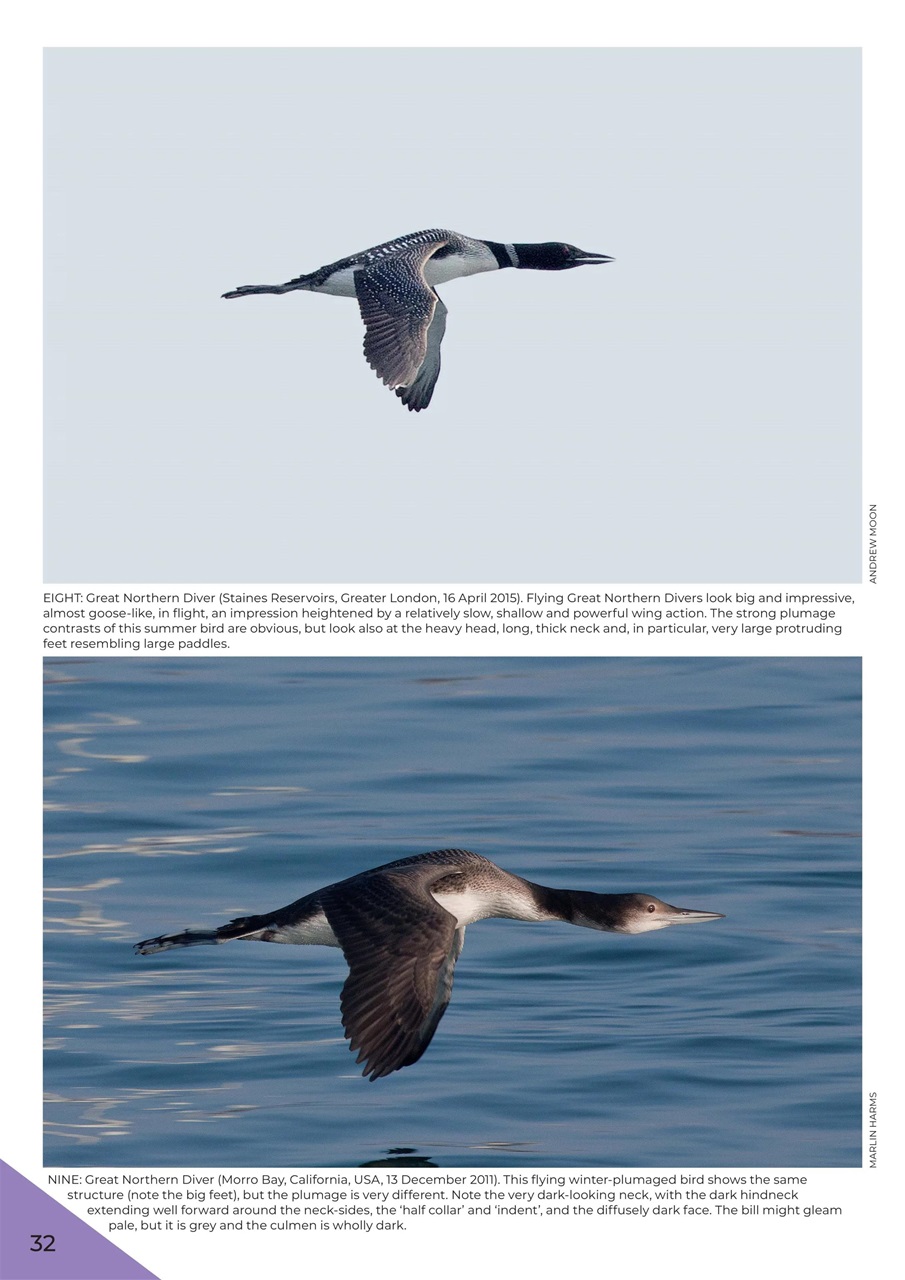 Birdwatch Magazine Preview Pages