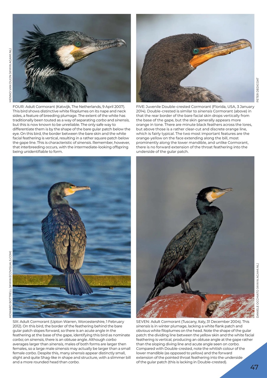 Birdwatch Magazine Preview Pages