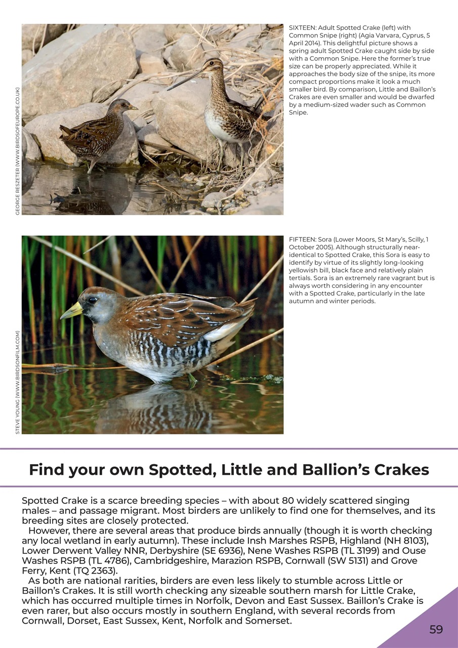 Birdwatch Magazine Preview Pages