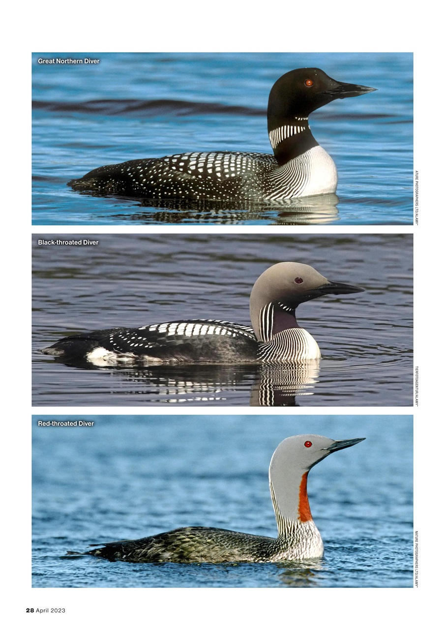 Bird Watching Preview Pages