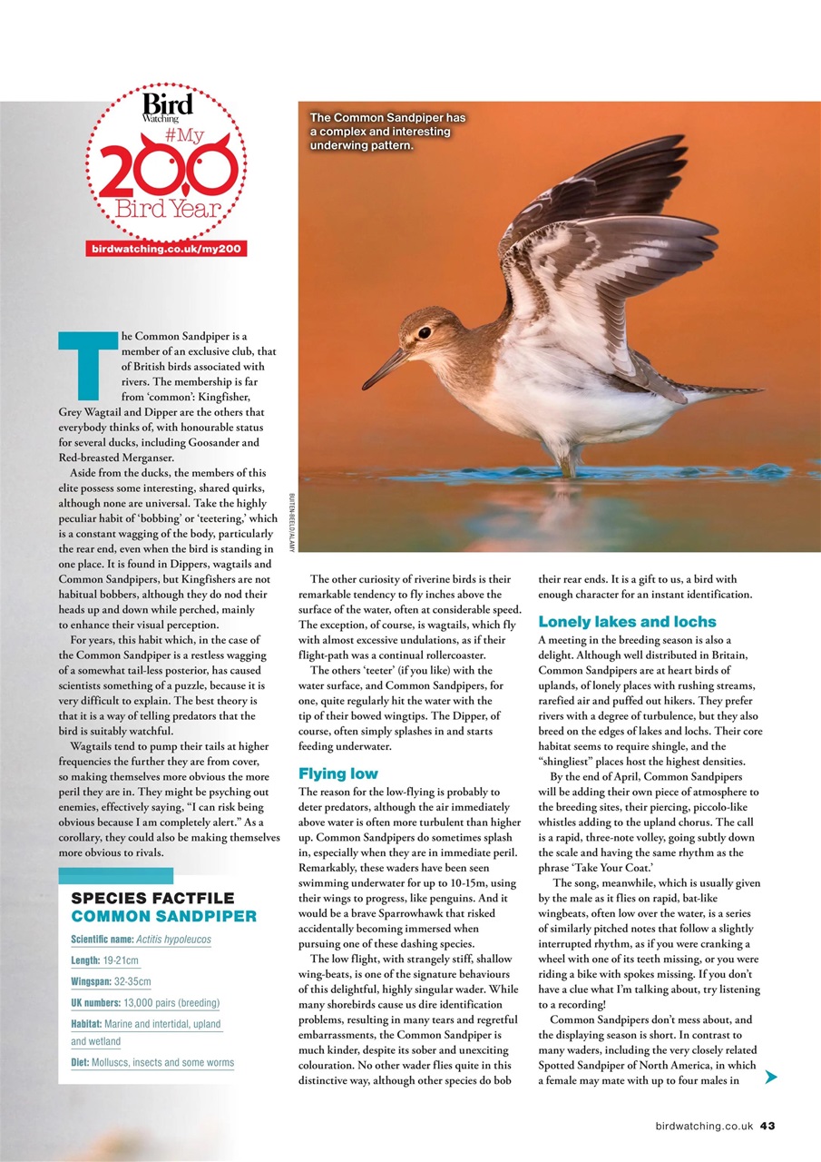 Bird Watching Preview Pages