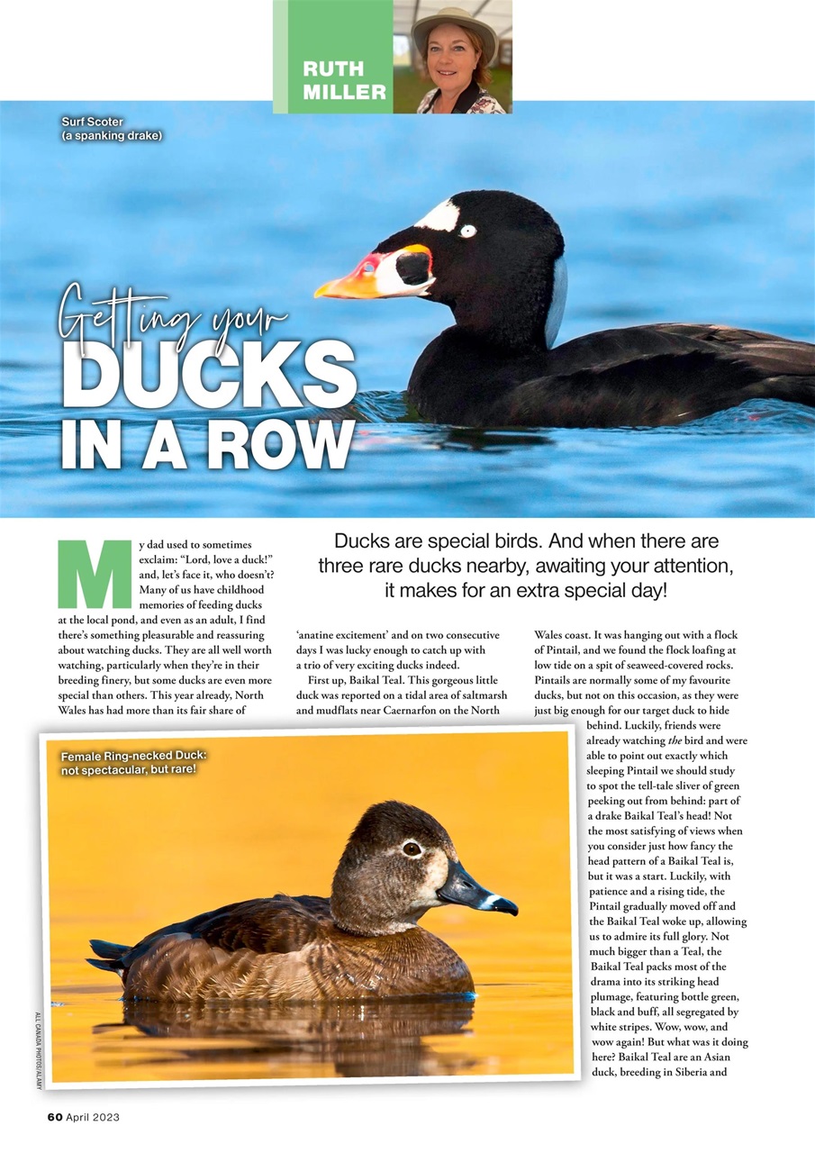 Bird Watching Preview Pages