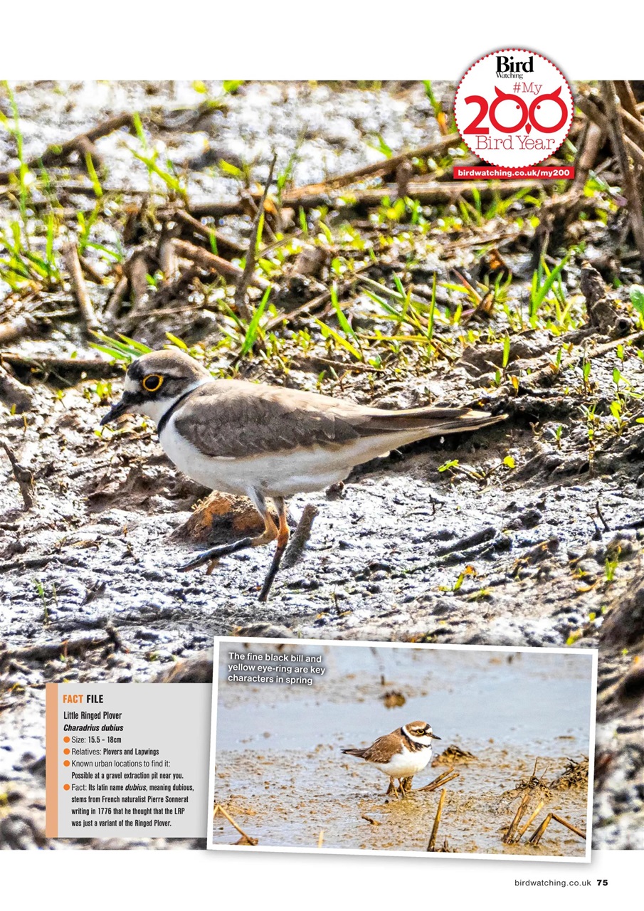 Bird Watching Preview Pages