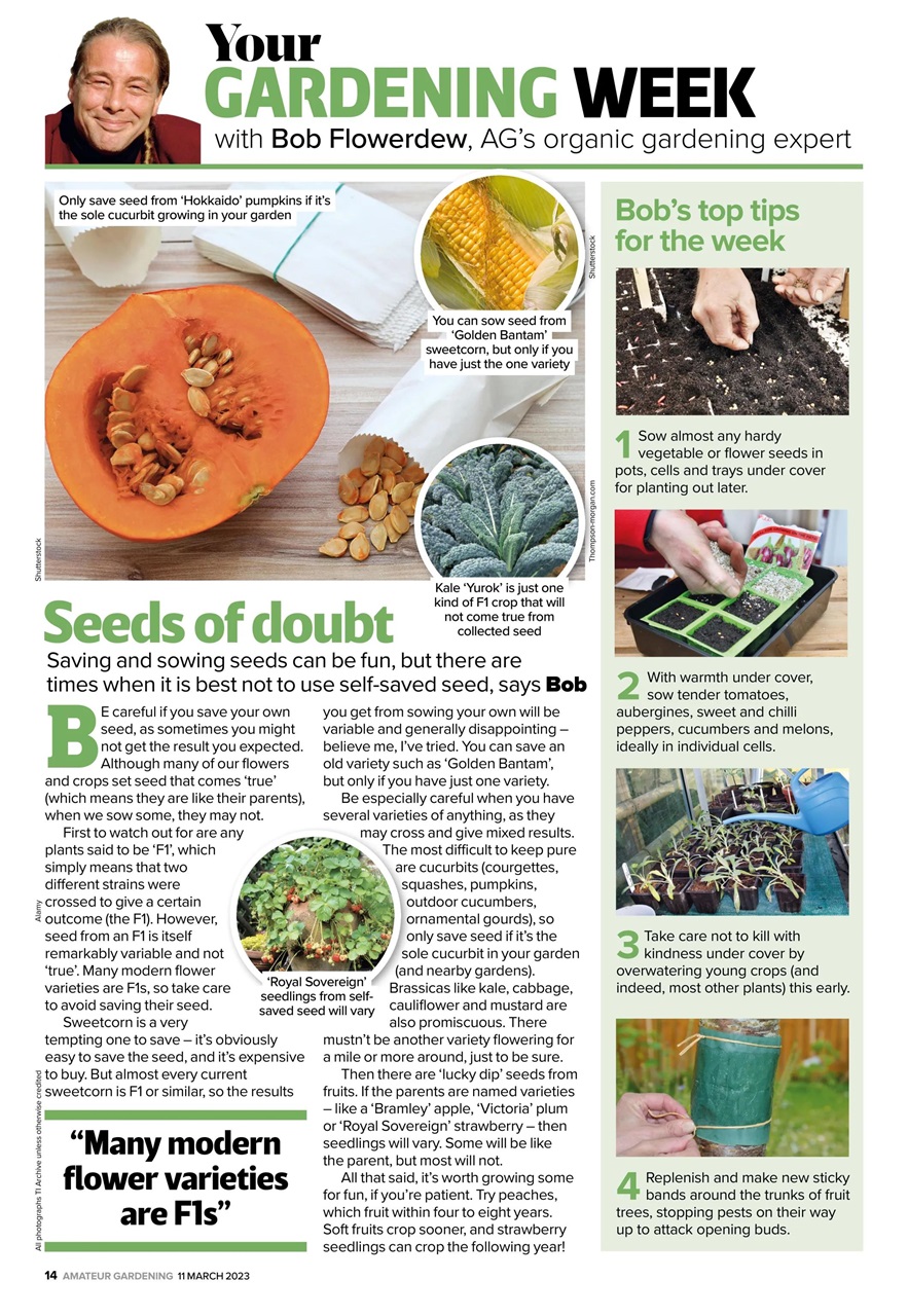 Amateur Gardening Preview Pages