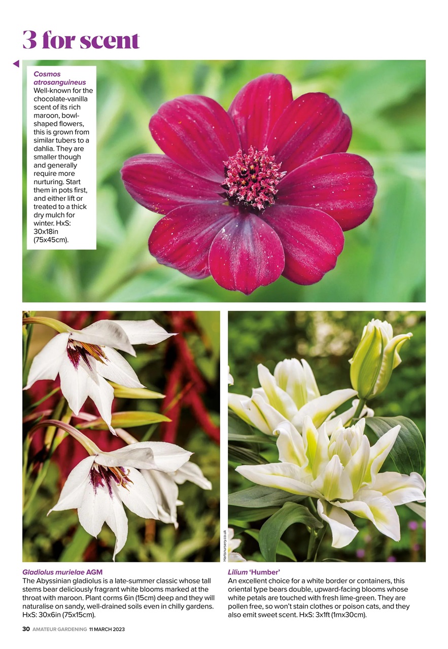 Amateur Gardening Preview Pages