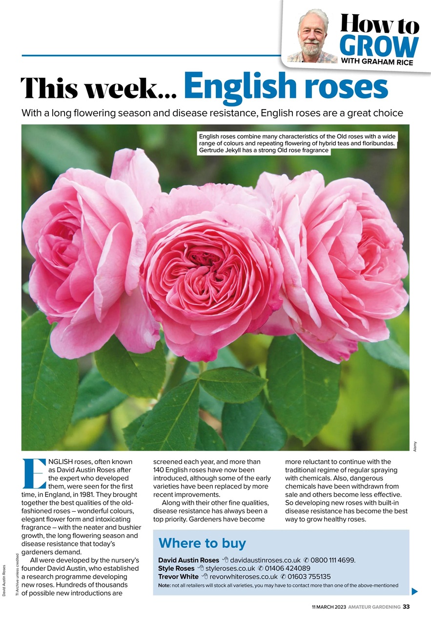 Amateur Gardening Preview Pages