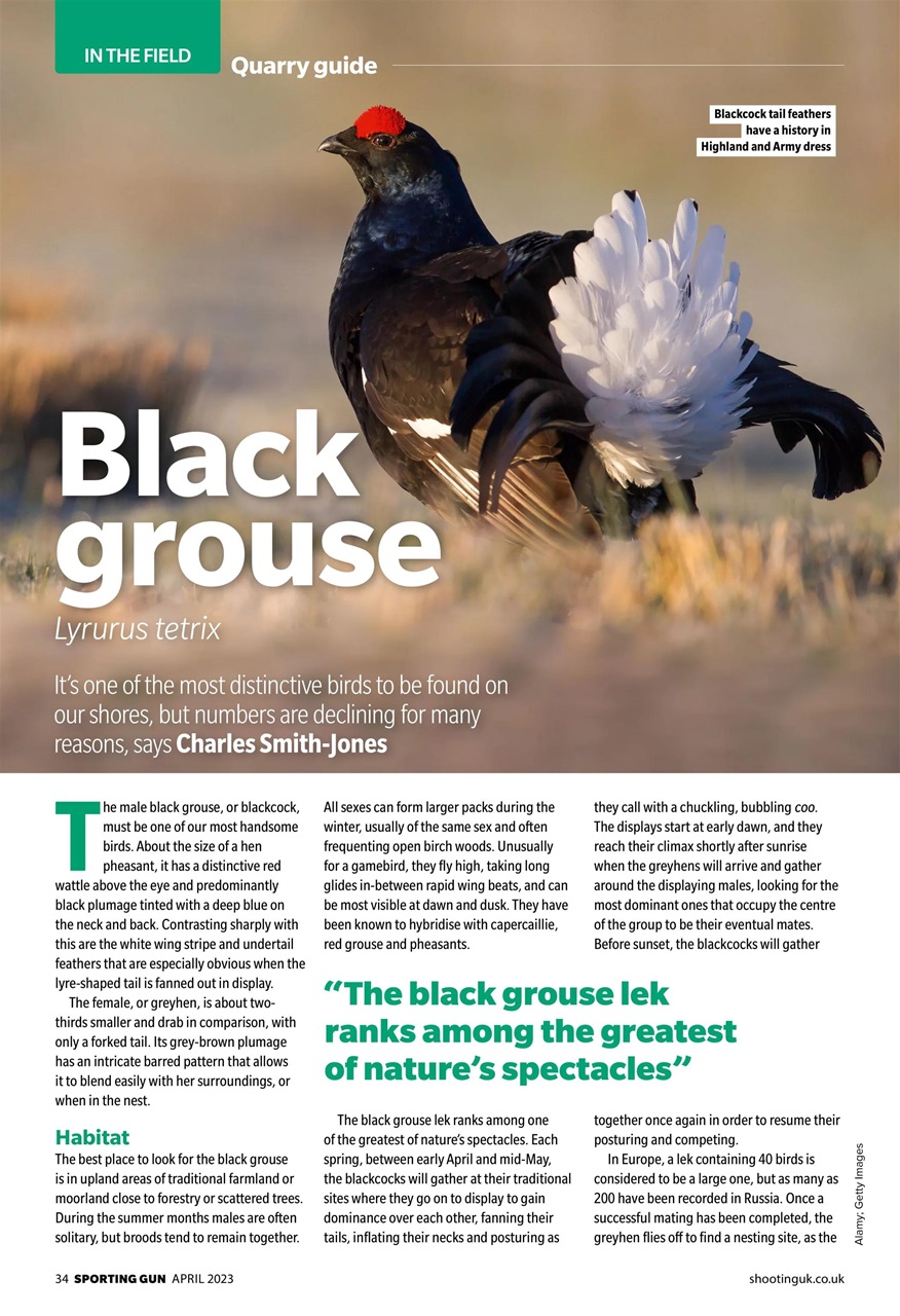 Sporting Gun Preview Pages