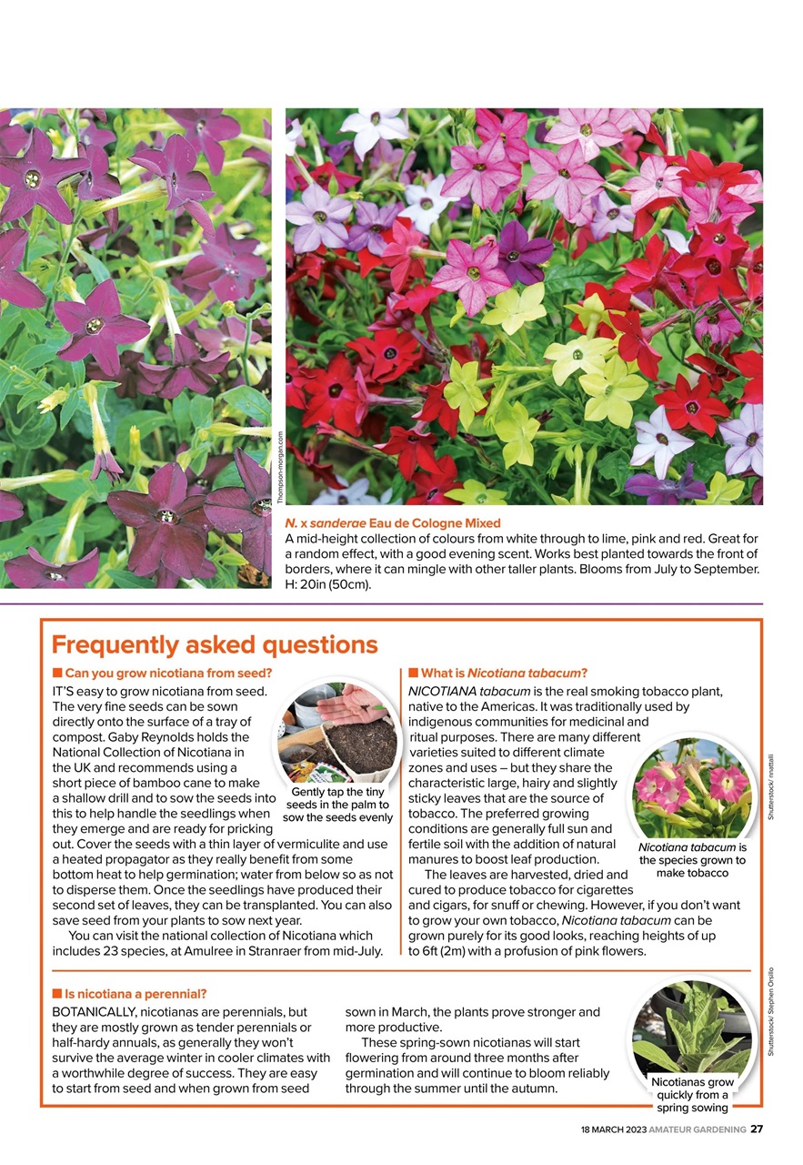 Amateur Gardening Preview Pages