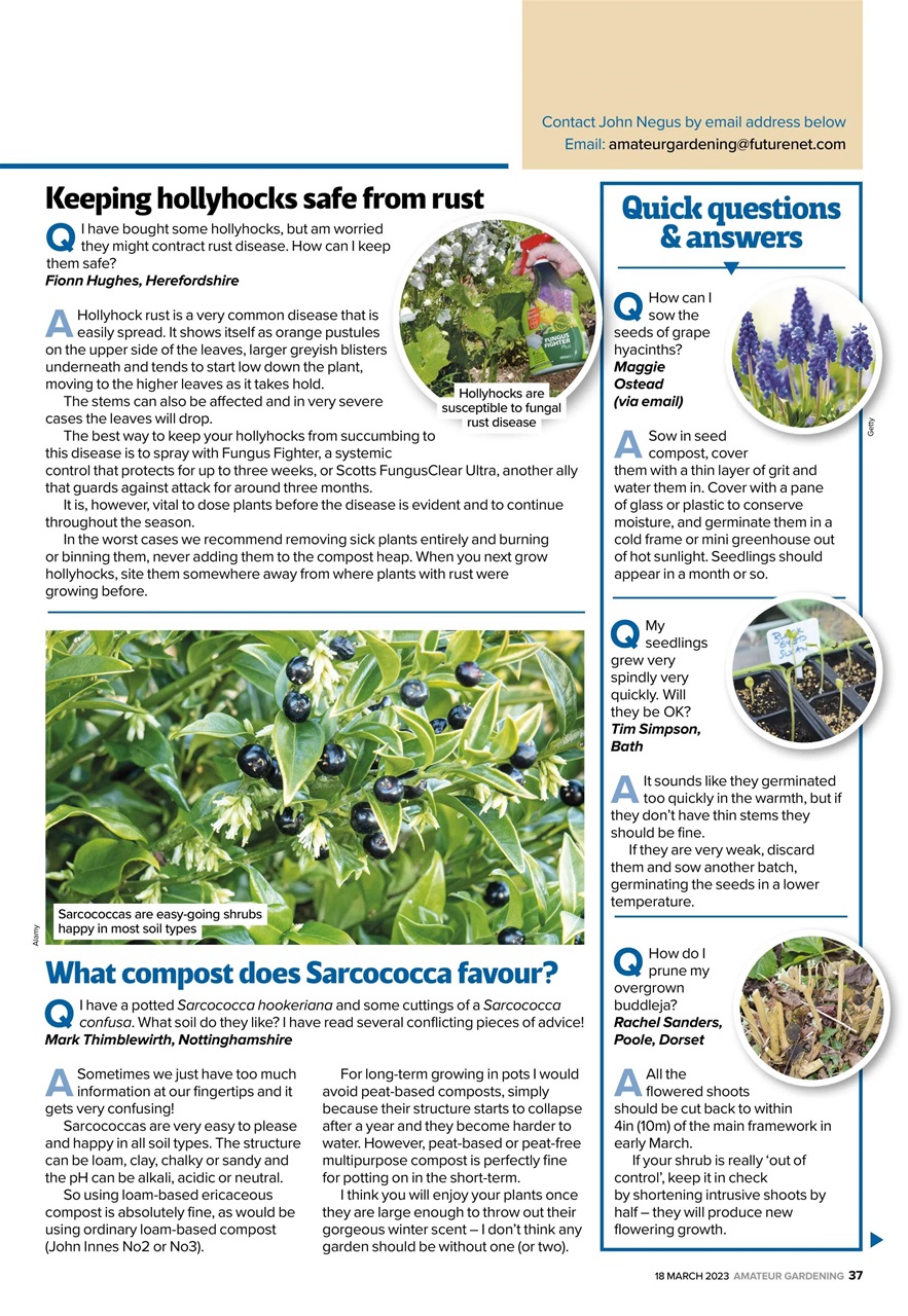 Amateur Gardening Preview Pages