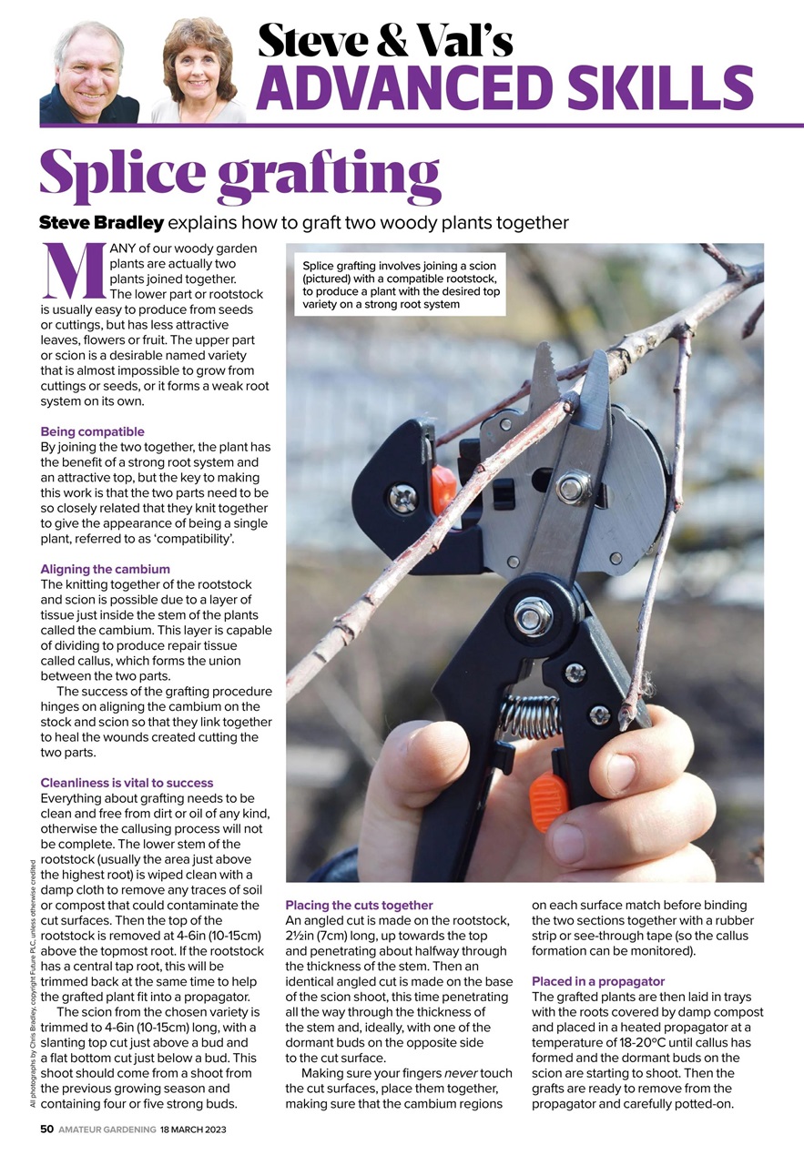 Amateur Gardening Preview Pages