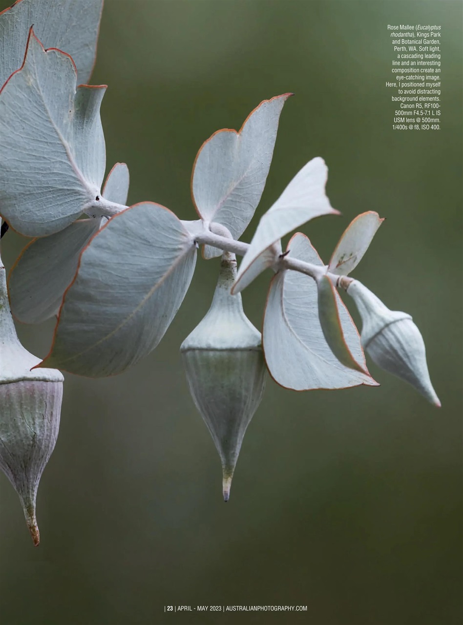 Australian Photography Preview Pages