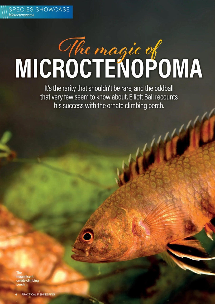 Practical Fishkeeping Preview Pages