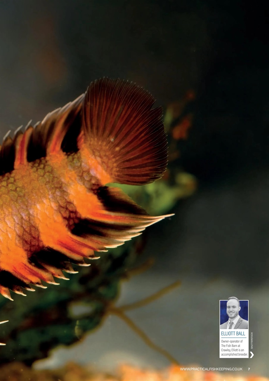 Practical Fishkeeping Preview Pages