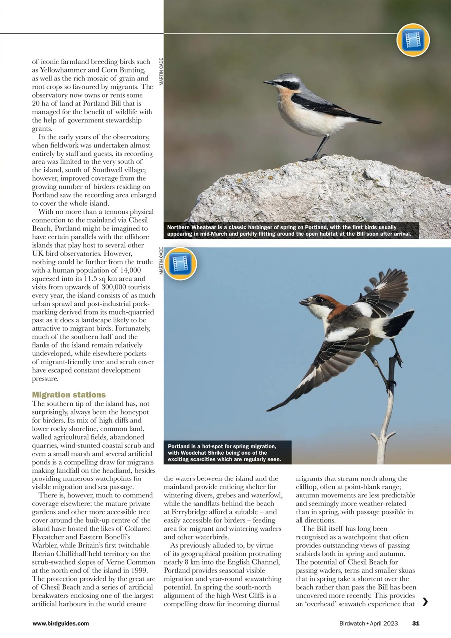 Birdwatch Magazine Preview Pages