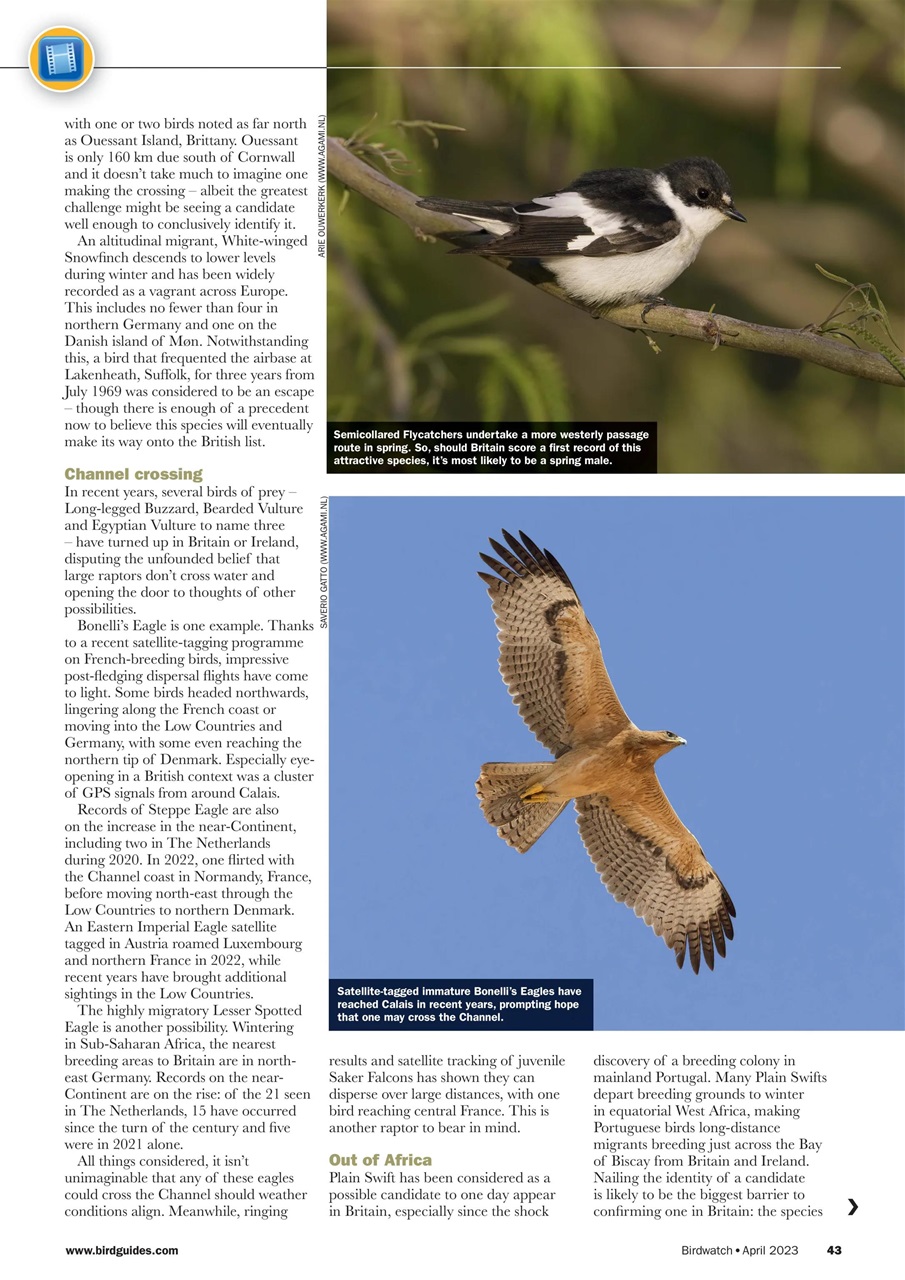 Birdwatch Magazine Preview Pages