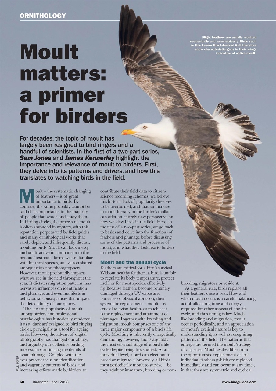 Birdwatch Magazine Preview Pages