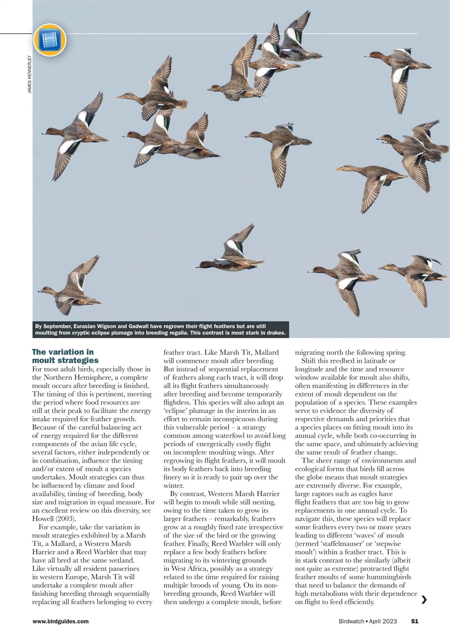 Birdwatch Magazine Preview Pages