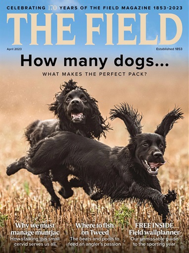 The Field issue 