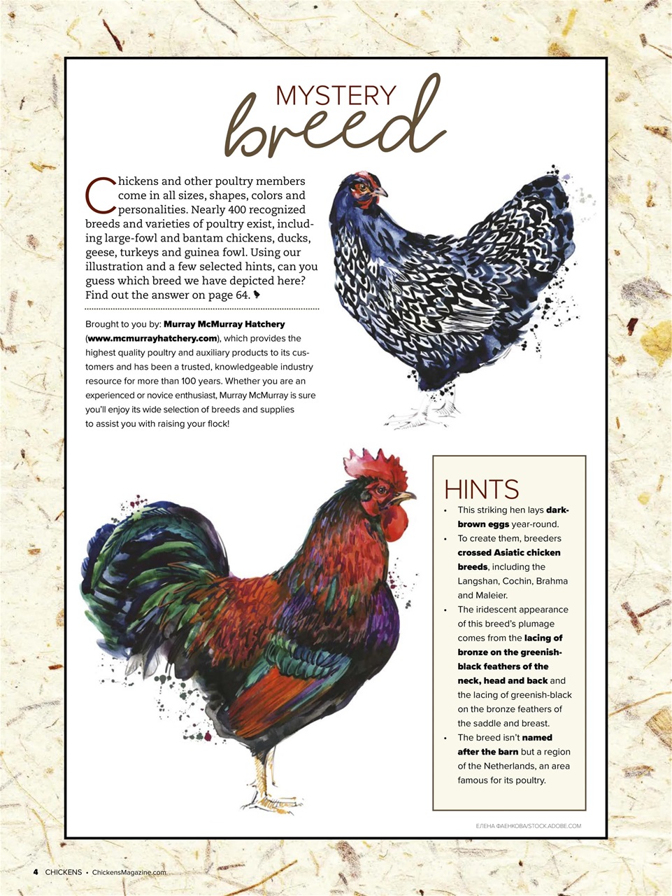 Chickens Magazine Preview Pages