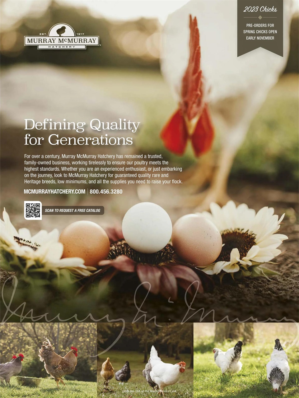 Chickens Magazine Preview Pages