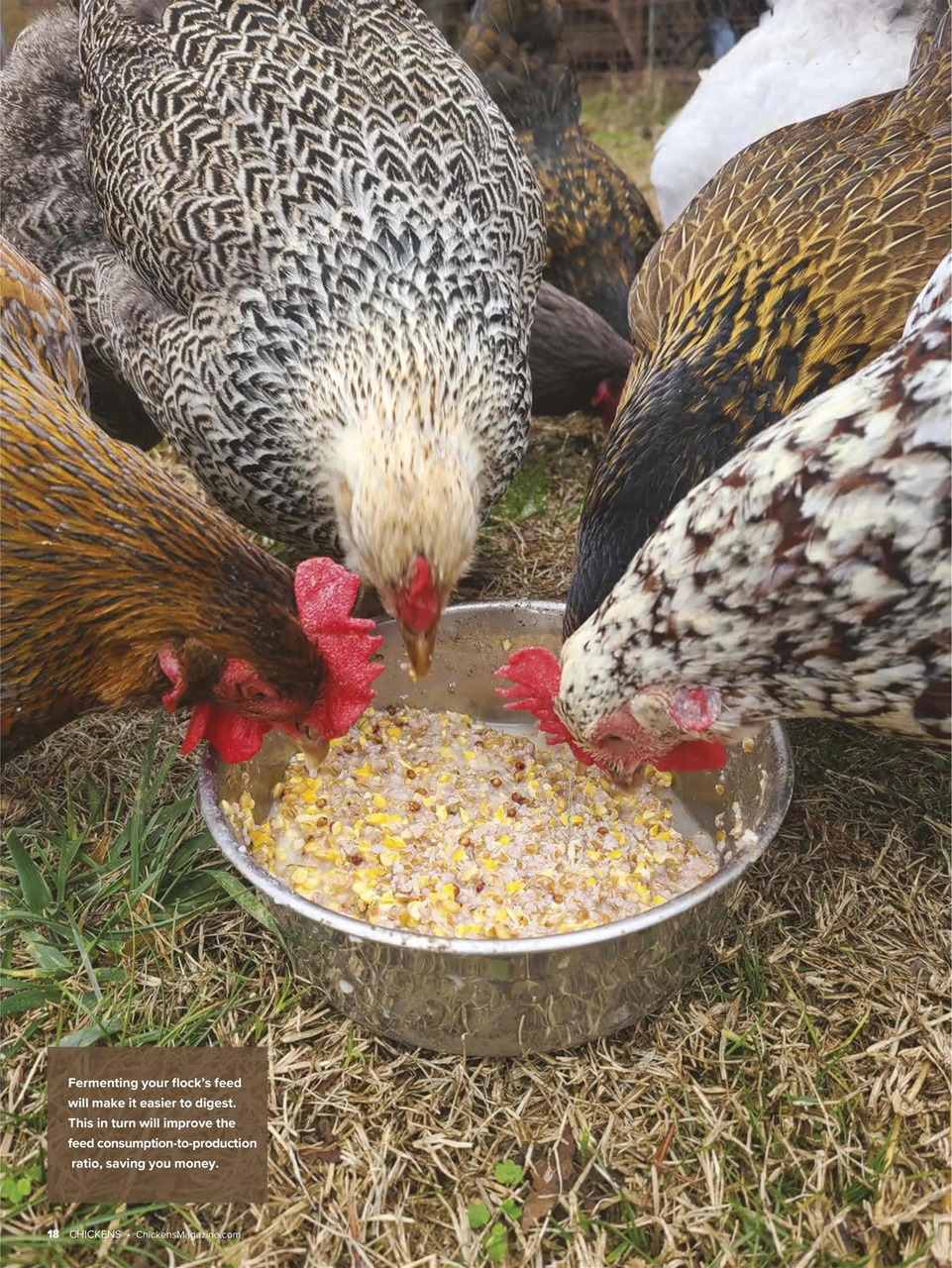 Chickens Magazine Preview Pages