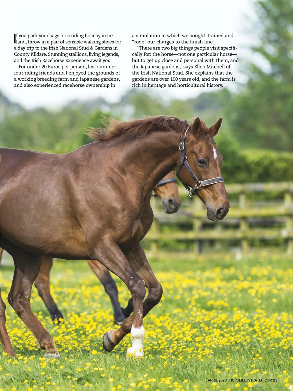 Horse Illustrated Magazine Preview Pages