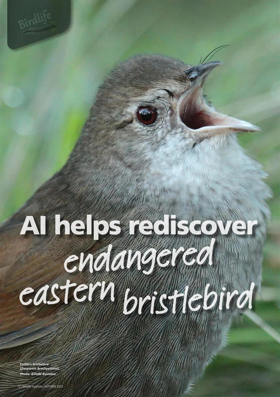 Wildlife Australia Preview Pages