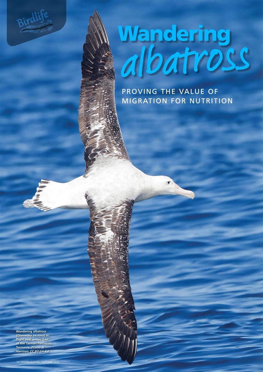 Wildlife Australia Preview Pages