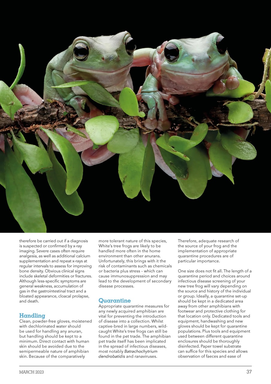 Exotics Keeper Preview Pages