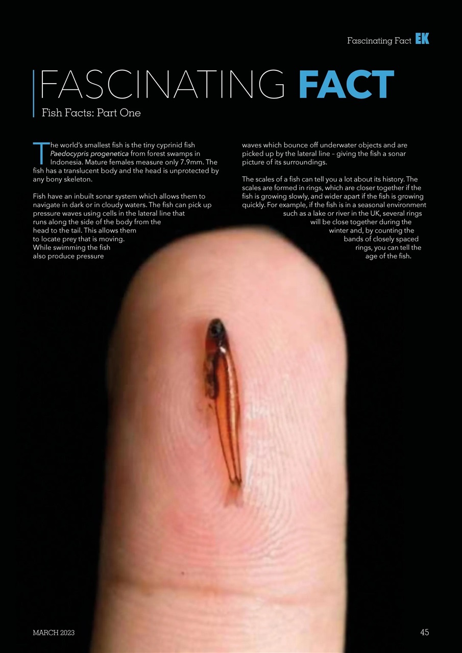 Exotics Keeper Preview Pages