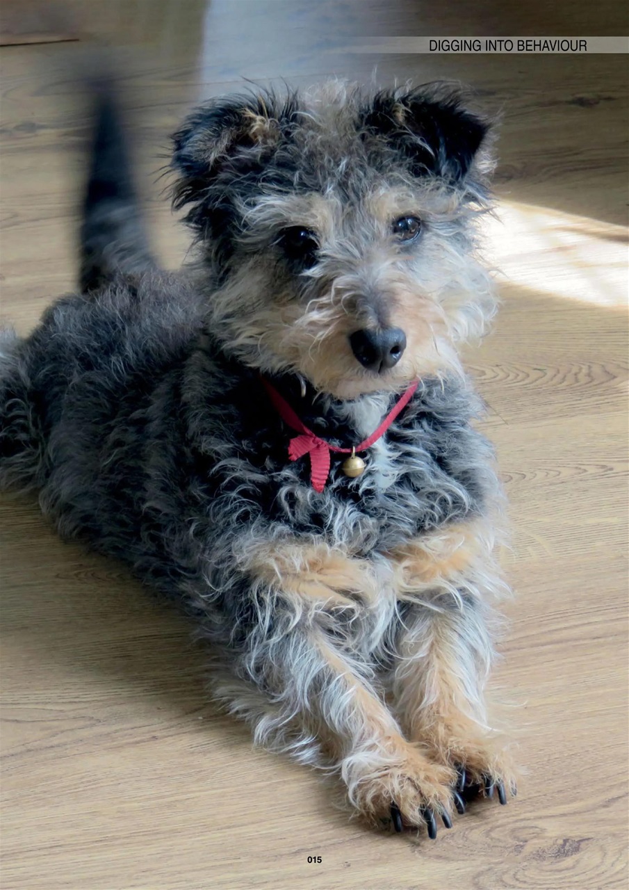 Edition Dog Preview Pages