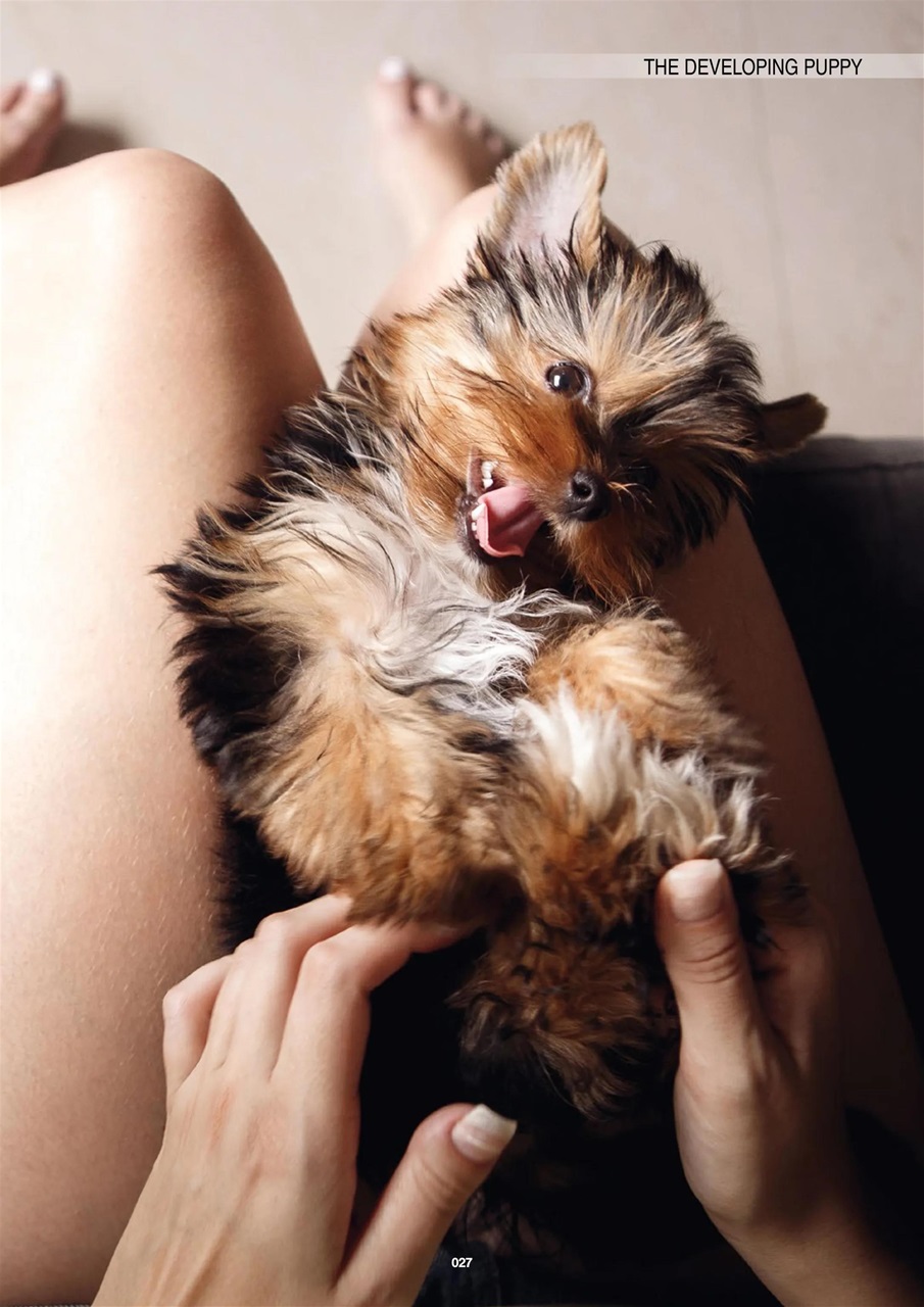 Edition Dog Preview Pages