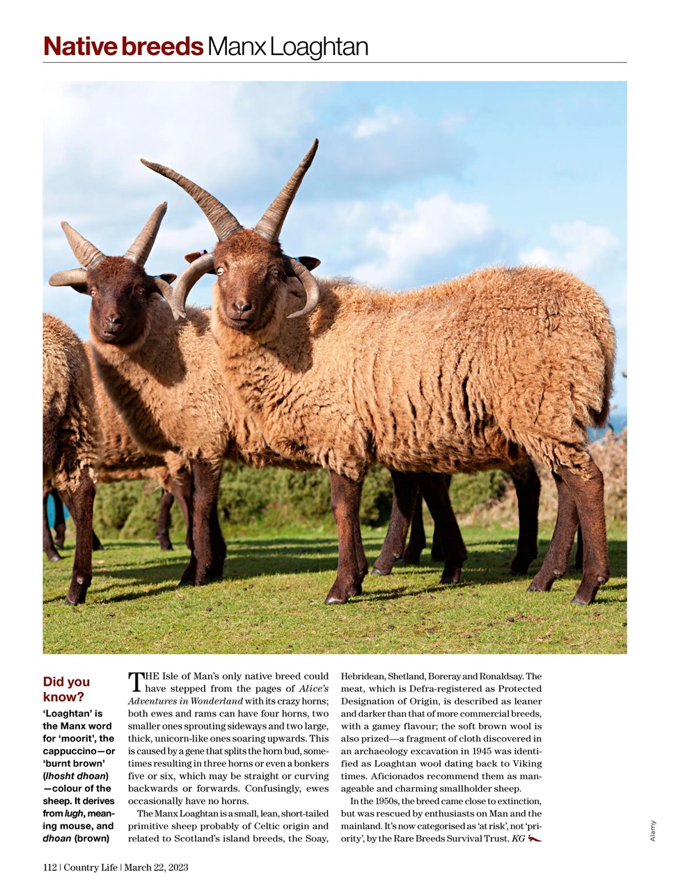 Country Life Preview Pages