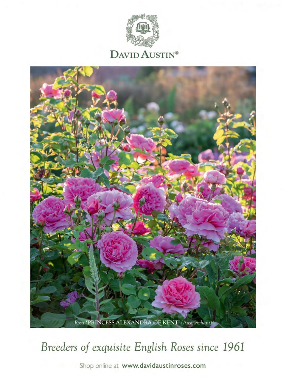 Victoria Preview Pages