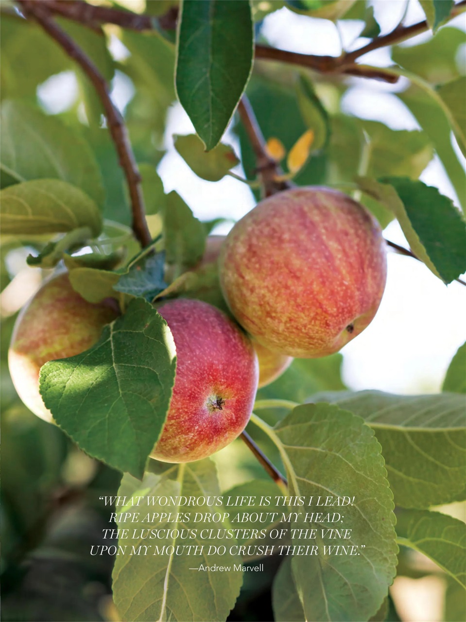 Victoria Preview Pages