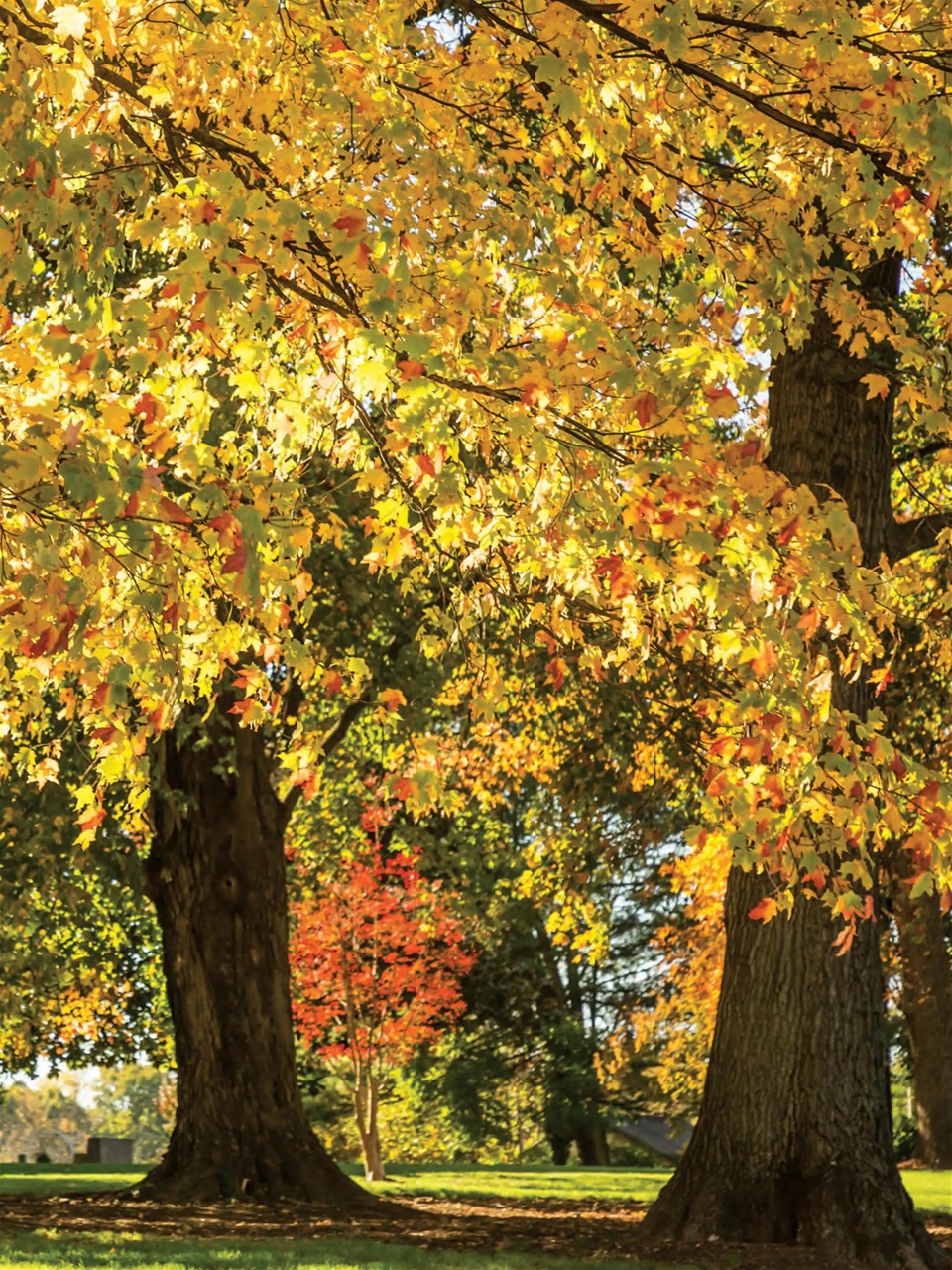 Southern Lady Preview Pages