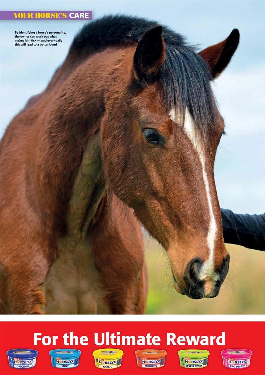 Your Horse Preview Pages