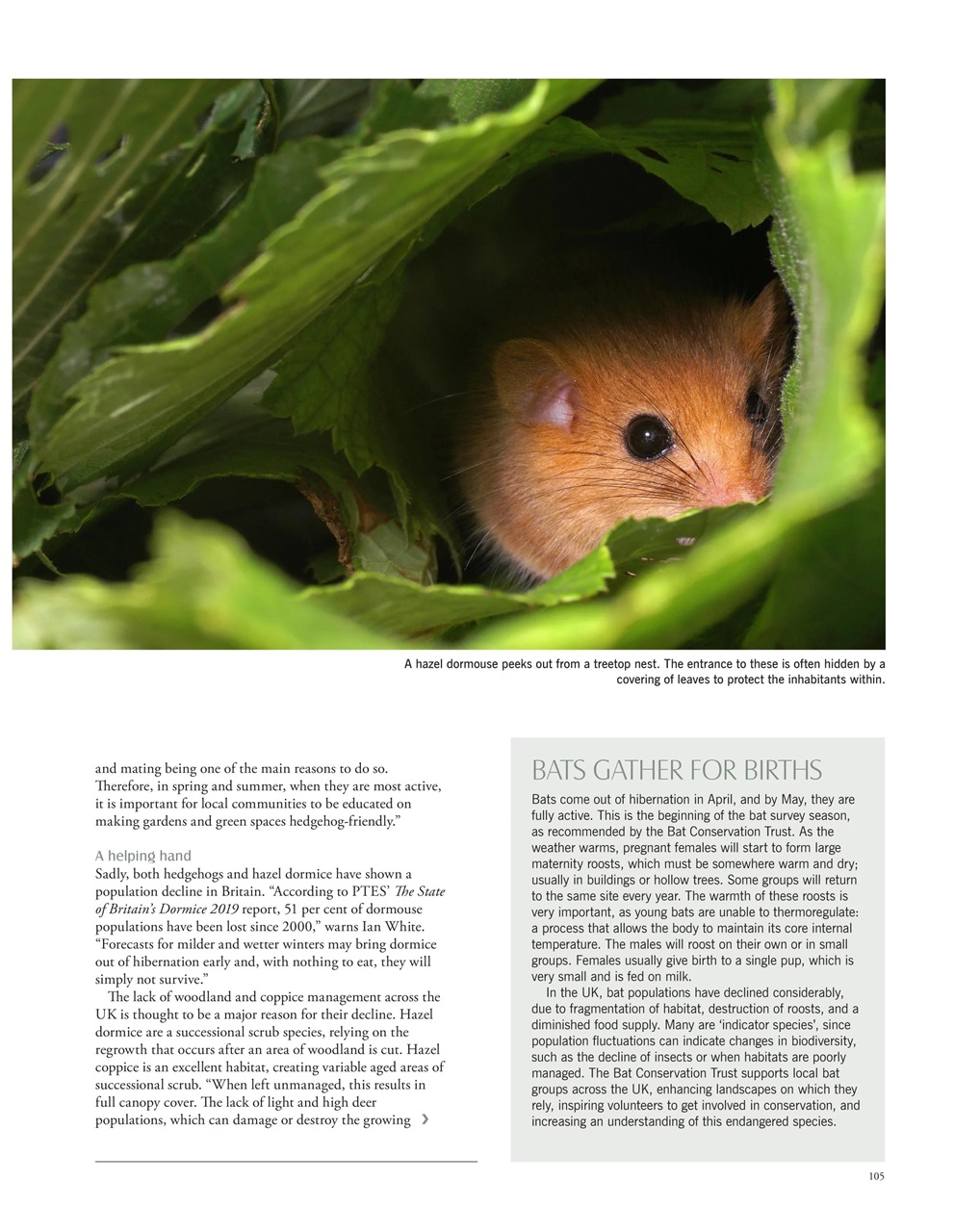 LandScape Preview Pages